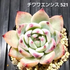 チワワエンシス 521 エケベリア 多肉植物 抜き苗