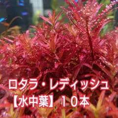 きあろひ様 リクエスト 4点 まとめ商品