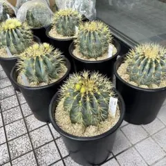 ケンタ様確認用 王冠竜 オウカンリュウ 9号鉢 鉢直径27cm 2鉢セット