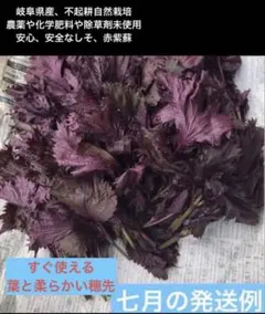岐阜県産、不起耕自然栽培、農薬未使用、赤紫蘇200g - メルカリ
