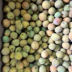 青森県産小粒完熟　杏梅箱込み6キロのサムネイル