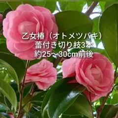 紅-beni-(オーダー受付中)様 リクエスト 4点 まとめ商品