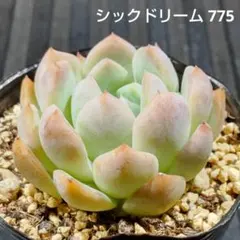 シックドリーム 775 エケベリア 多肉植物 抜き苗のサムネイル