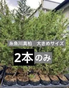 糸魚川 真柏 撮影日2026*06*14日 真柏 盆栽 懸崖風 鉢植え - メルカリ