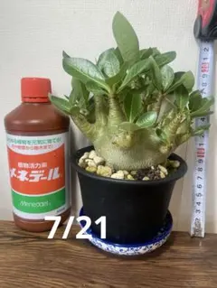 デンドロビウム 6種セット - メルカリ