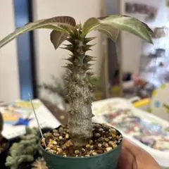 英冠玉 サボテン 多肉植物 パロディア属 大株 貴重株 - メルカリ