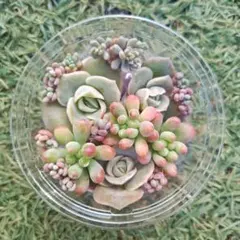 ラブリーローズ 紅葉可愛い乙女心 パープルヘイズ セット 多肉植物 A