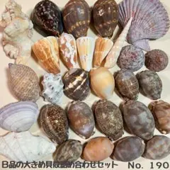 Ｂ品の大きめ貝殻詰め合わせセット　No.190
