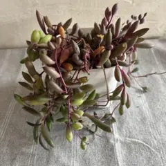 ルビーネックレス　カット苗　　　　　 約50g①