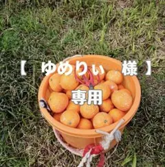 【ゆめりぃ 様】専用