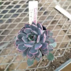 おらいさん　サンセットグレイ　ミックスベリア　多肉植物