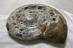 ①タイマイ 剥製 （べっ甲亀）ウミガメ剥製 甲羅長78cm大きめ - メルカリ