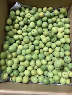 規格外・傷物☆斑点多数☆無農薬☆紀州南高梅☆青梅10kg☆サイズ混合 