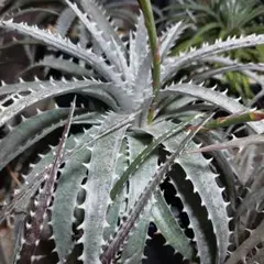 Dyckia lunaris ディッキア ルナリス 子株1つ - メルカリ