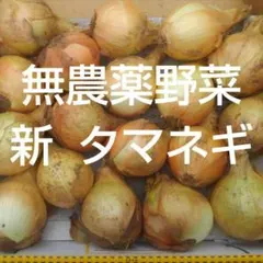2026年最新】苗 玉ねぎの人気アイテム - メルカリ