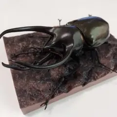コーカサスオオカブト　いきもの大図鑑かぶとむし10　樹皮台座セット　新品未開封