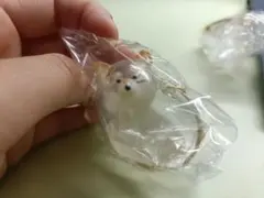 うちの子のけだまだま 柴犬