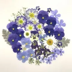 押し花素材✿ブルー✿商品番号E96✳︎匿名配送