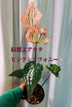 Caladium Pink symphony ピンクシンフォニー ごんぶとステムのサムネイル