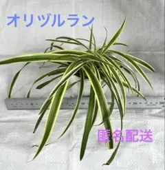 オリヅルラン 斑入り 匿名配送のサムネイル