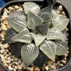 salmon様 リクエスト 2点 まとめ商品