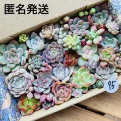 95 多肉植物　多肉弁当　詰め合わせ　寄せ植え　セット　カット苗　韓国苗　セダム
