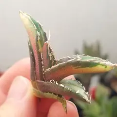 ゆー。様 リクエスト 2点 まとめ商品