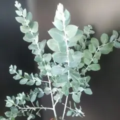 パールアカシア苗　樹高約90cm