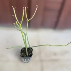 ふじっこ⭐︎様 リクエスト 2点 まとめ商品