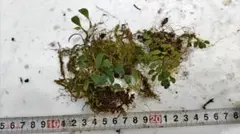 2026年最新】野生蘭の人気アイテム - メルカリ