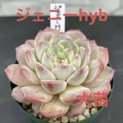 メメ様 リクエスト 3点 まとめ商品