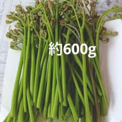 わらび約600g値下げいたします。
