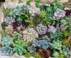 多肉植物　カット苗　寄せ植えセット②　ネコポス発送