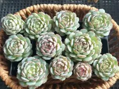 【2000フォロー感謝品】リトルレッドボート③★カット苗★エケベリア★多肉植物