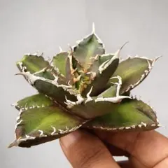 2026年最新】毒蛇 アガベの人気アイテム - メルカリ