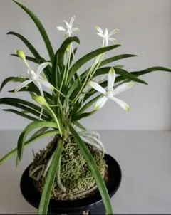 富貴蘭　翠玉　　1条のサムネイル