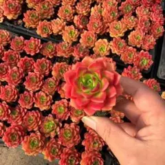 Top【選抜株】多肉植物　25317レディジア　72個　プラグトレー苗