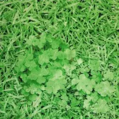 Chii様専用ページハンドメイド