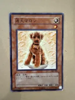 遊戯王 迷犬マロン 305-009