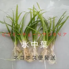 madeleine様 リクエスト 2点 まとめ商品