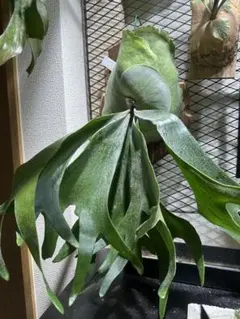 ビカクシダ P. willinckii Bogor Wild親株 子株付き - メルカリ