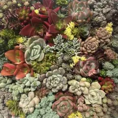 51.多肉弁当　ちまちま寄せ　カット苗　抜き苗　多肉植物