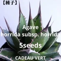 アガベ ホリダsspホリダ　種子5粒プラス1粒　輸入メキシコ産のサムネイル