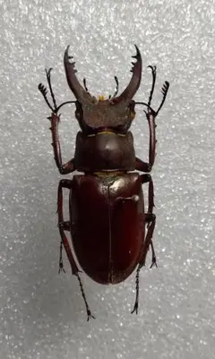 2026年最新】クワガタ 標本 希少の人気アイテム - メルカリ