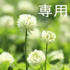 nonflower専用