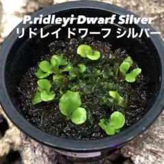 P.ridleyi Dwarf Silver リドレイ ドワーフ 前葉体 胞子体のサムネイル