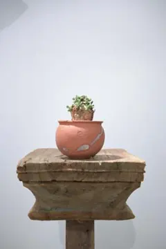 2026年最新】ケラリア ピグマエアの人気アイテム - メルカリ