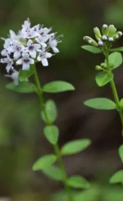 ヤナギ様 リクエスト 2点 まとめ商