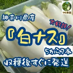 神奈川県産　白ナス　トルコナス　5〜7本　A品のサムネイル