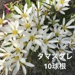タマスダレ　玉すだれ　ゼフィランサス　10球根　レインリリー　花苗のサムネイル
